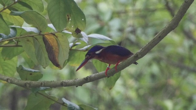 Blue-eared Kingfisher - ML201669261