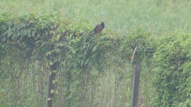 Lesser Coucal - ML201669341