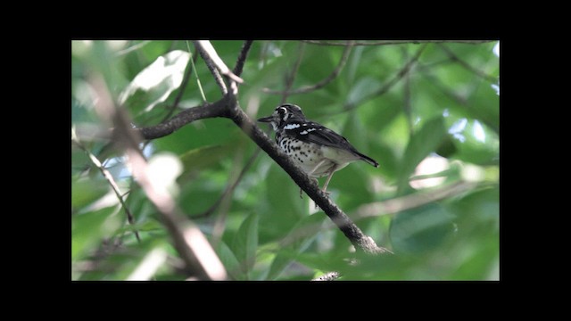 Ashy Thrush - ML201669431