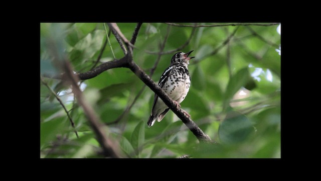 Ashy Thrush - ML201669441