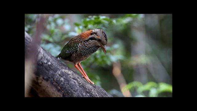 Scaly Ground-Roller - ML201669471
