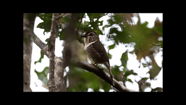 Short-legged Ground-Roller - ML201669491