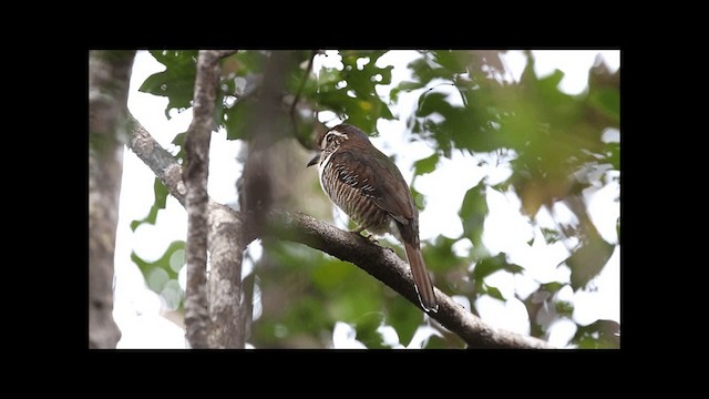 Short-legged Ground-Roller - ML201669501