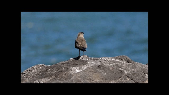 Madagaskarbrachschwalbe - ML201669511