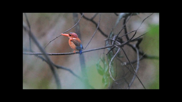 Martin-pêcheur multicolore - ML201669551