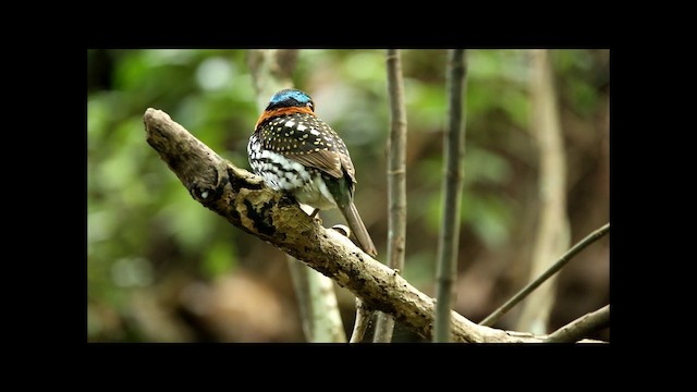 Spotted Kingfisher - ML201669591