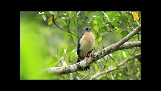 Spot-tailed Goshawk - ML201669601