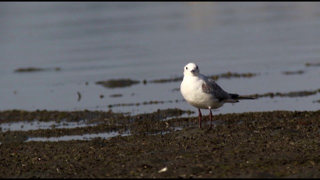 Saunders's Gull - ML201669621