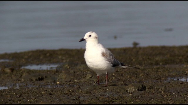 Saunders's Gull - ML201669631