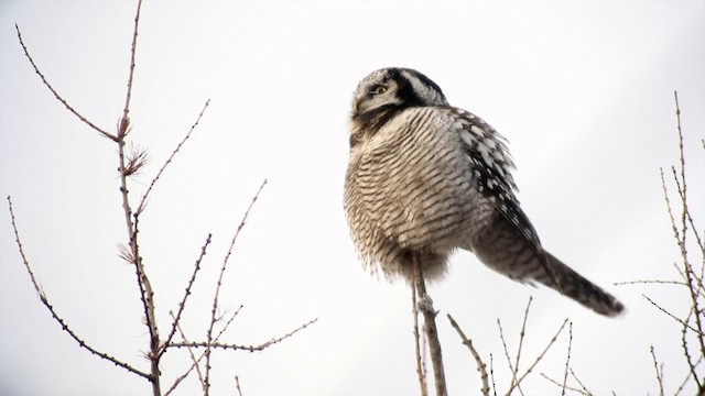 Northern Hawk Owl - ML201669681