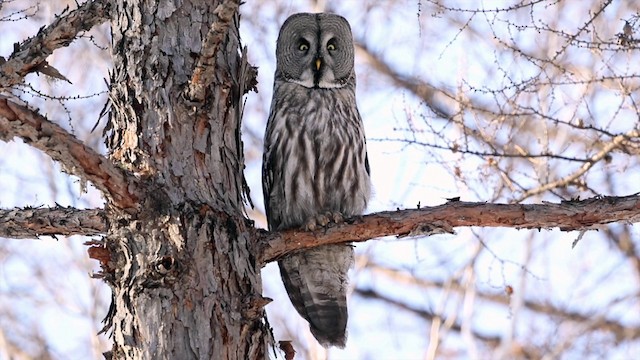 Great Gray Owl (Lapland) - ML201669691