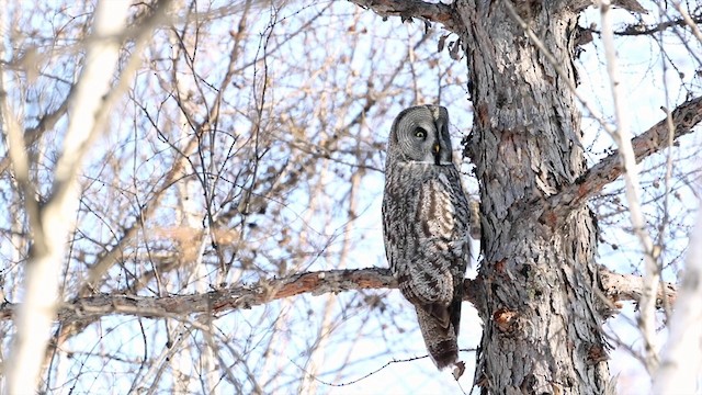 Great Gray Owl (Lapland) - ML201669701