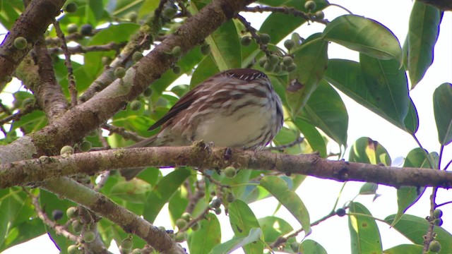 Rhabdornis à long bec - ML201669801