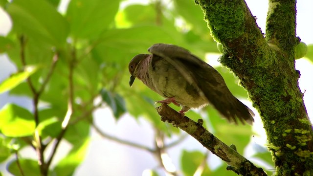 Пінон аметистовий (підвид amethystinus/imeldae) - ML201669811