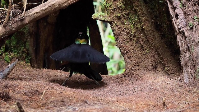 Western Parotia - ML201669821