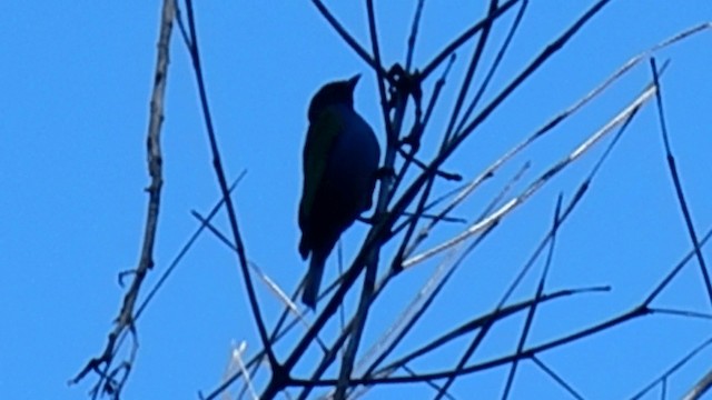 Bay-headed Tanager - ML201669861