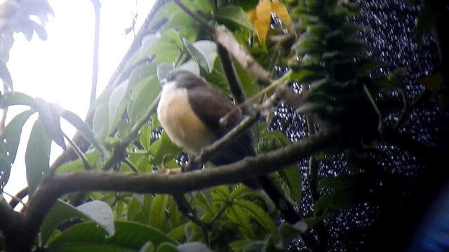 Dark-billed Cuckoo - ML201669871