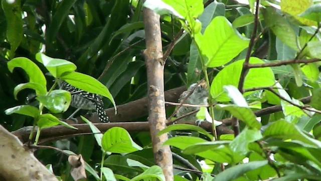 Barred Antshrike - ML201669941