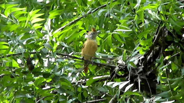 Barred Antshrike - ML201669951