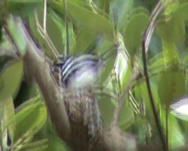 Pale Batis - ML201669981