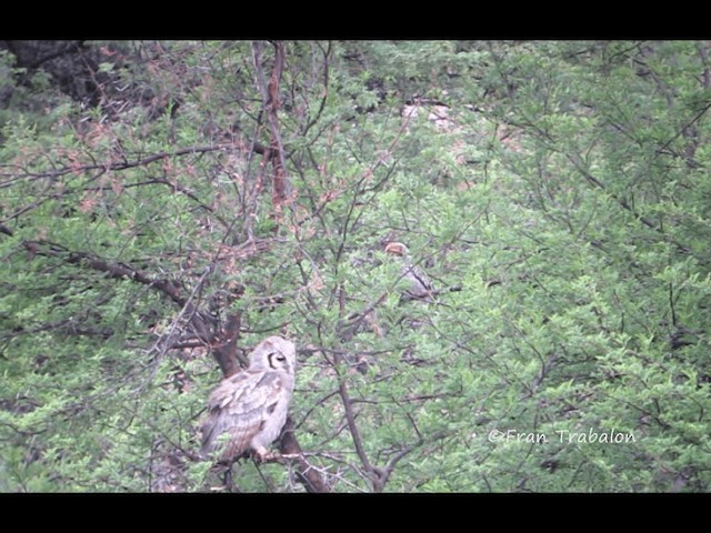 Verreaux's Eagle-Owl - ML201670081