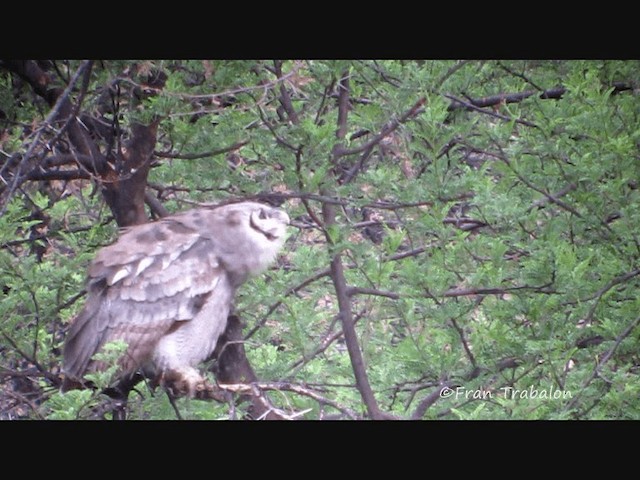 Grand-duc de Verreaux - ML201670091