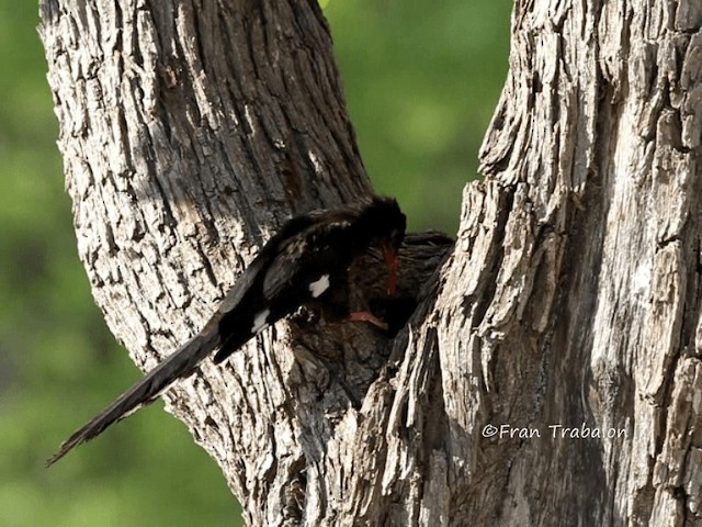 Violet Woodhoopoe (Violet) - ML201670101