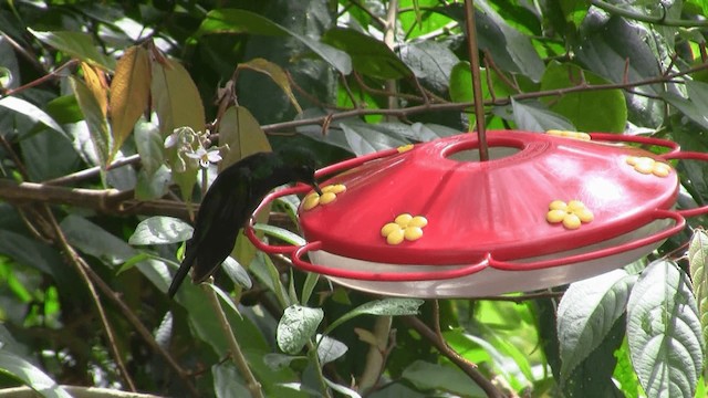 kolibřík naposký - ML201670191