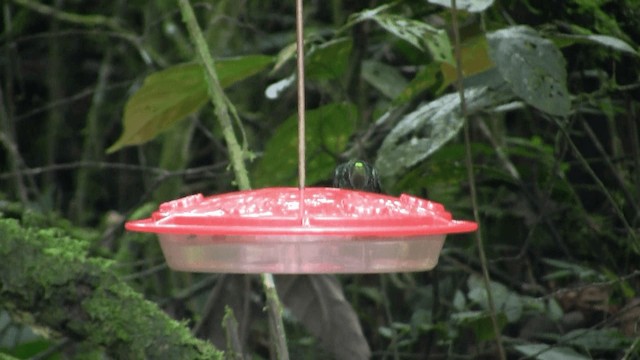 kolibřík naposký - ML201670201
