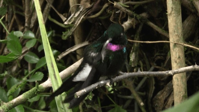 kolibřík turmalinový - ML201670211