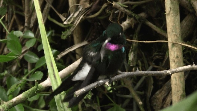 Colibrí Turmalina - ML201670211