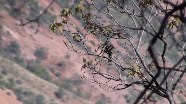 Colima Warbler - ML201670251