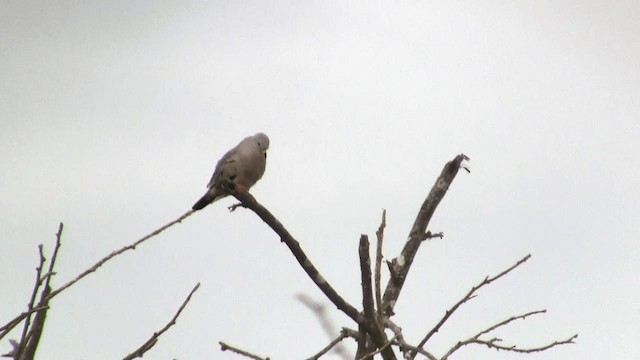 Croaking Ground Dove - ML201670301