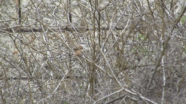 ヒメオナガカマドドリ - ML201670311