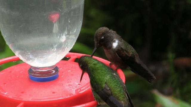 Brown Inca - ML201670321