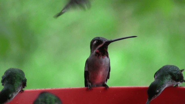 Long-billed Starthroat - ML201670341