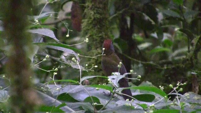 Cerquero Capirrufo - ML201670391