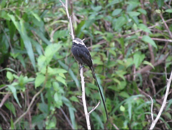 Long-tailed Tyrant - ML201670431