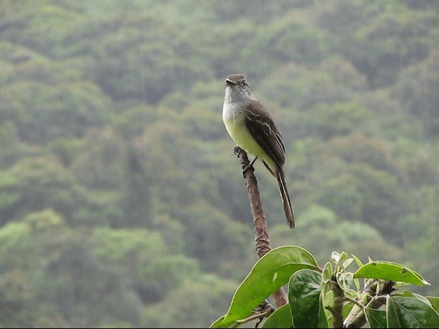 Pale-edged Flycatcher - ML201670451