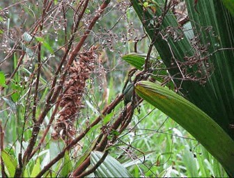 Saffron-crowned Tanager - ML201670461