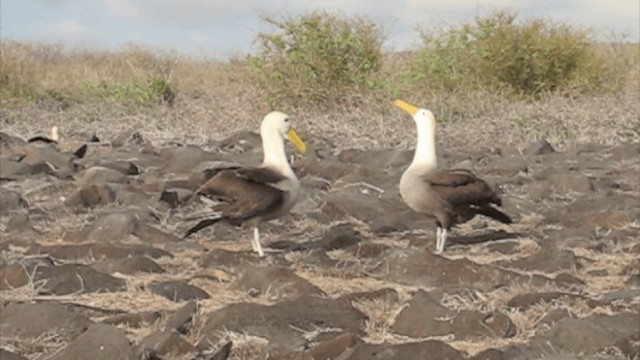 Albatros de Galápagos - ML201670481