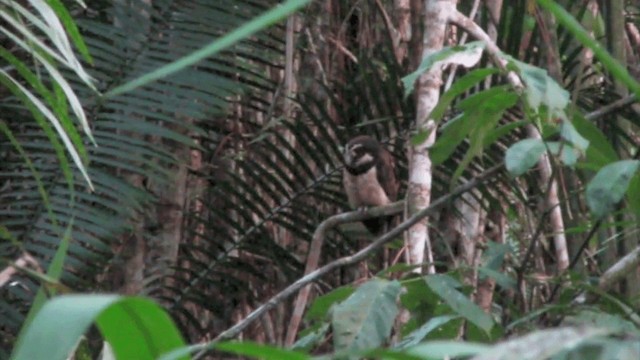 Spectacled Owl - ML201670491