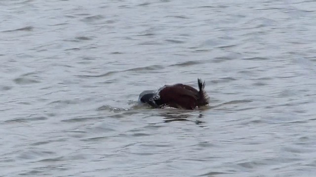 Blue-billed Duck - ML201670541