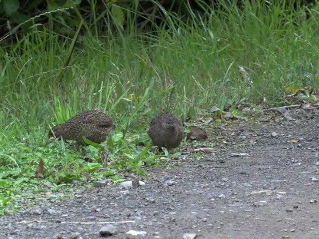 Brown Quail - ML201670551