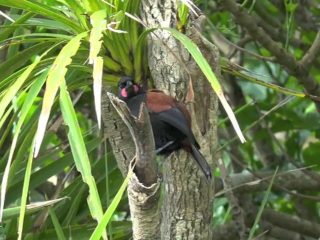 North Island Saddleback - ML201670561