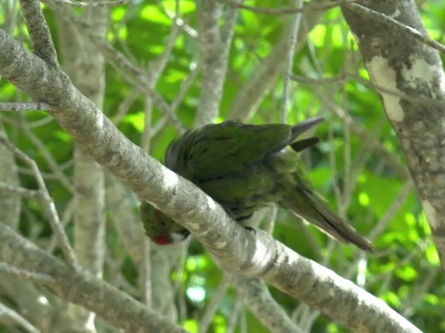 Red-crowned Parakeet - ML201670571