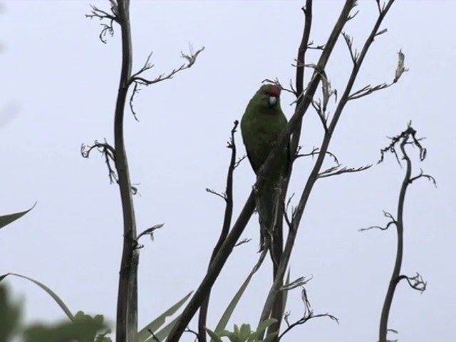 Red-crowned Parakeet - ML201670581