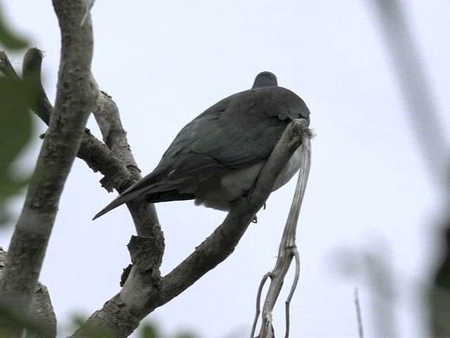 holub maorský (ssp. novaeseelandiae) - ML201670621