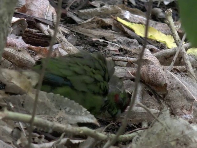 Red-crowned Parakeet - ML201670631