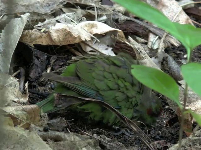 Red-crowned Parakeet - ML201670641